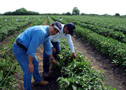 Servicios agrícolas
